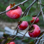Japanese Seeds, Diospyros kaki