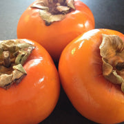 Japanese Persimmon Seeds