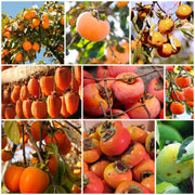 Persimmon Seeds - All In One For Home Gardens