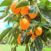 Persimmon Seeds - All In One For Home Gardens