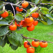 Persimmon Seeds - All In One For Home Gardens