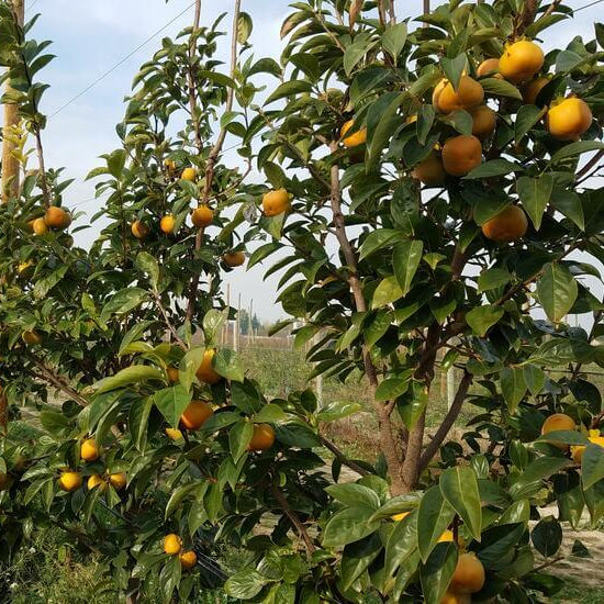Persimmon Seeds - All In One For Home Gardens