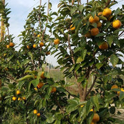 Persimmon Seeds - All In One For Home Gardens