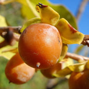 Date Plum Persimmon Seeds