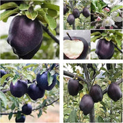 Japanese Seeds, Diospyros kaki