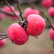 Japanese Seeds, Diospyros kaki