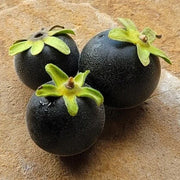 Texas Persimmon Seeds