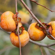 Date Plum Persimmon Seeds