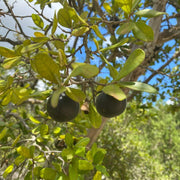 Texas Persimmon Seeds