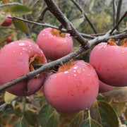 Japanese Seeds, Diospyros kaki
