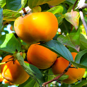 Japanese Persimmon Seeds