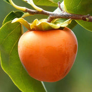Red Asian Persimmon Seeds