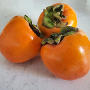 Fuyu Persimmon Seeds