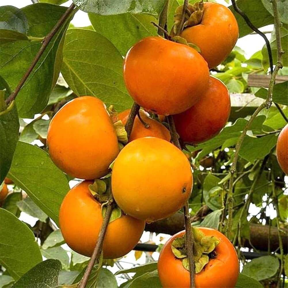 Japanese Persimmon Seeds