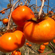 Red Asian Persimmon Seeds