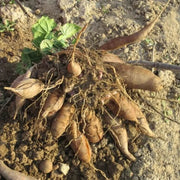 Peruvian Ground Apple Seeds - Vegetable Plant