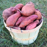 Peruvian Sunroot Seeds - Vegetable Plant