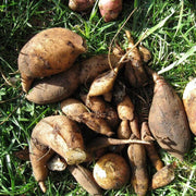 Peruvian Sunroot Seeds
