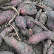 Peruvian Sunroot Seeds - Vegetable Plant