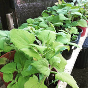 Peruvian Sunroot Seeds - Vegetable Plant