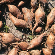 Peruvian Sunroot Seeds - Vegetable Plant