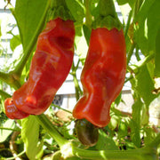 Espelette Pepper Seeds