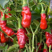 red Peter Pepper Seeds
