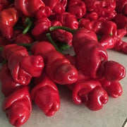 red Peter Pepper Seeds