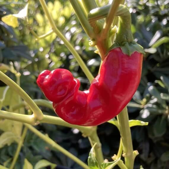 red Peter Pepper Seeds