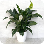 Petite Peace Lily Seeds