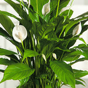 Petite Peace Lily Seeds