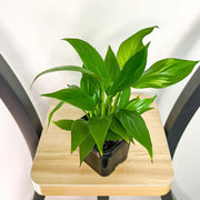 Petite Peace Lily Seeds