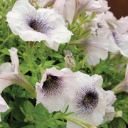 Petunia Seeds, Black and White