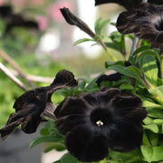 Black Petunias Seeds