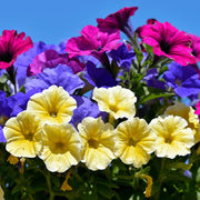 Hybrid Mixed Petunia Seeds