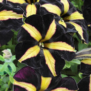 Black Yellow Petunia Seeds