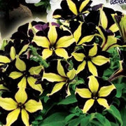 Black Yellow Petunia Seeds