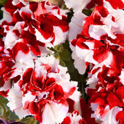Red White Double Petunia Seeds