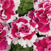 Red White Double Petunia Seeds