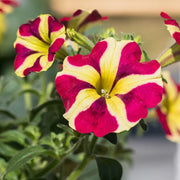 Red & Yellow Petunia Seeds