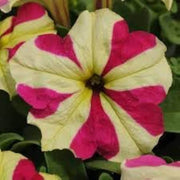 Red & Yellow Petunia Seeds