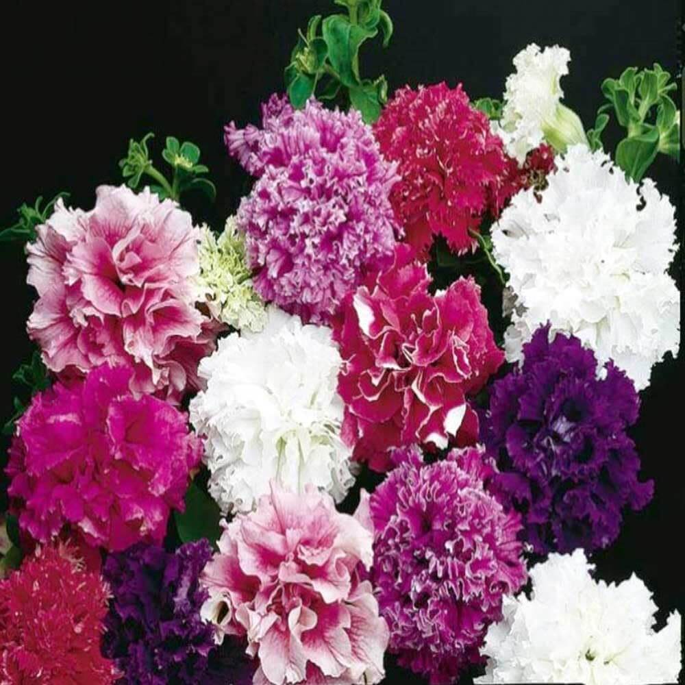 Petunia Seeds, Double Petal Light Violet