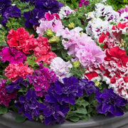 Petunia Seeds, Double Petal Light Violet
