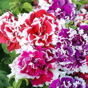Petunia Seeds, Double Petal Light Violet
