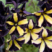 Black Yellow Petunia Seeds