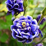 Double Petunia Petunia Seeds