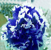 Nema Great Petunia Seeds