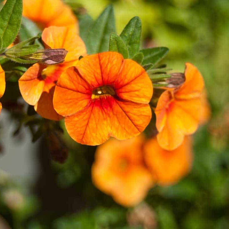 Orange Petunia Seeds