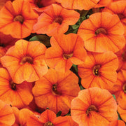 Orange Petunia Seeds