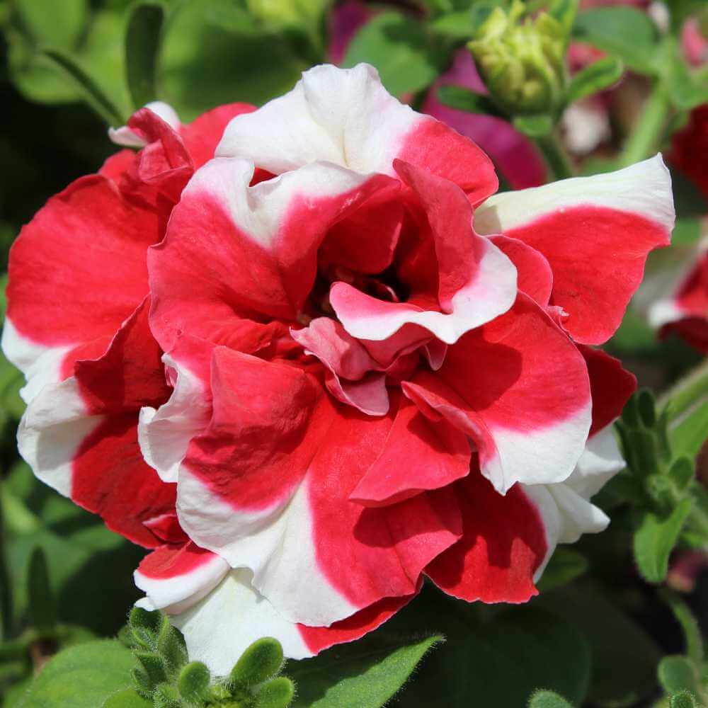 Red White Double Petunia Seeds